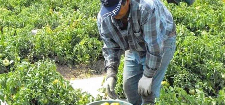 Suspenden programa de jornaleros agrícolas Suspenden programa de jornaleros agrícolas