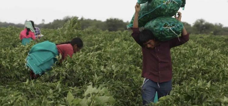 Esclavizaron a niños jornaleros Esclavizaron a niños jornaleros