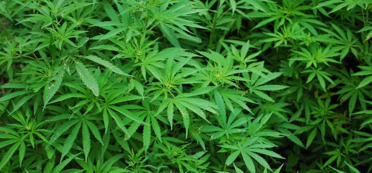 MOTA LEGAL MOTA LEGAL