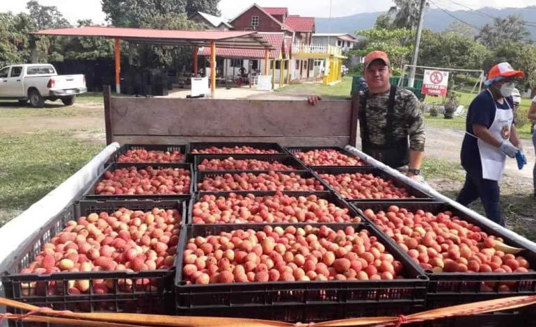 Ya comenzó la cosecha de litche