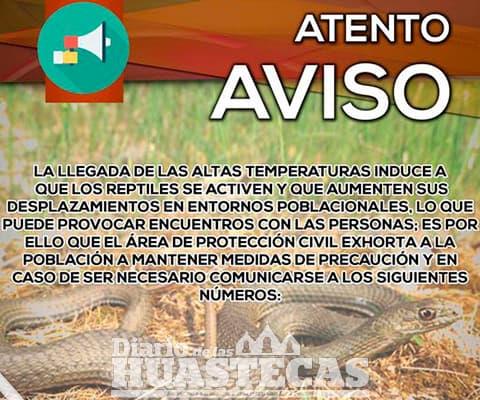 Alertan por los animales venenosos