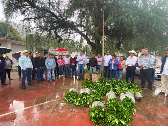 Entregaron 5 mil plantas de café a productores en Huazalingo