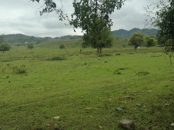 Lluvias beneficiaron a productores de la Huasteca