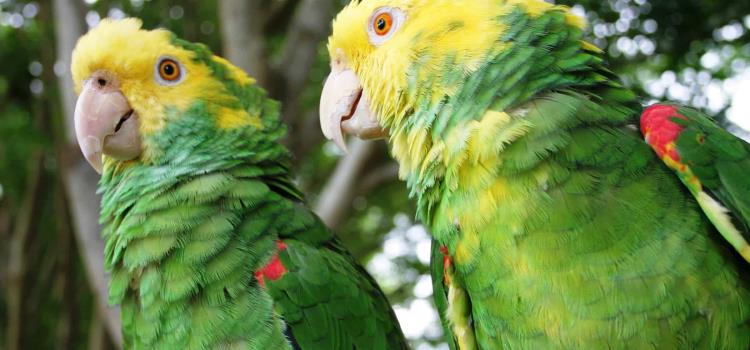 Trafican “loros” de la Huasteca