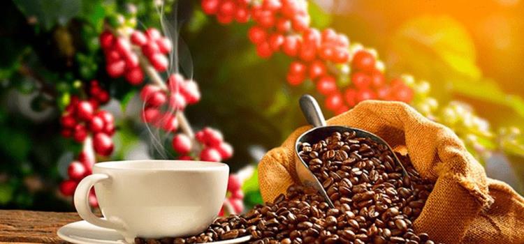 Producción de café cayó 30 por ciento