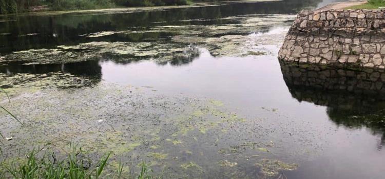 Proliferan algas  en el río Valles