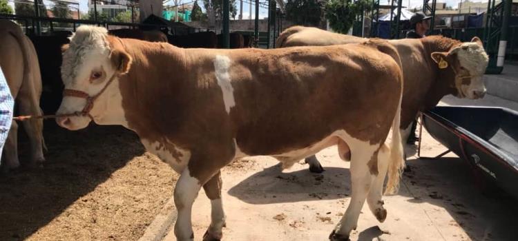 Sanidad permitirá ‘exportar’ ganado