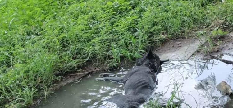 Investigan extraña muerte de un perro Investigan extraña muerte de un perro