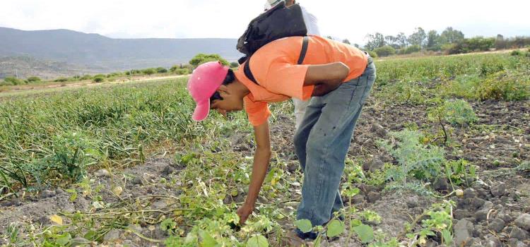 Jóvenes huyen al cultivo de la tierra