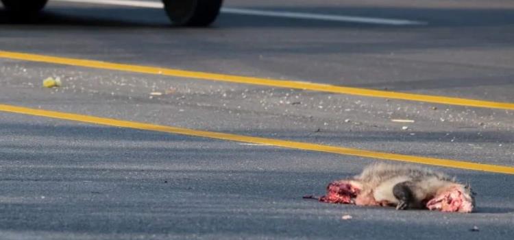 Acaban con fauna en las carreteras