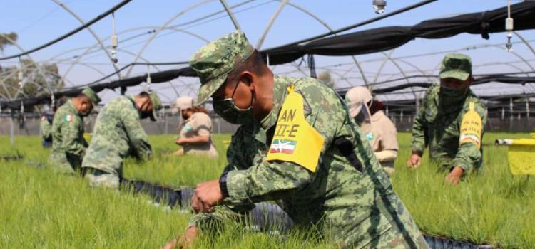 Vivero de Valles reforestará SLP