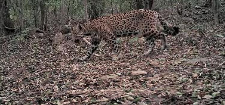 Tres mamíferos en peligro de extinción