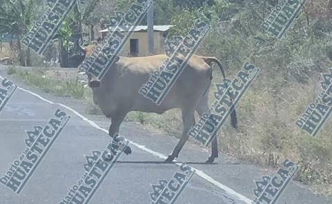 
Por vagancia de ganado peligro en carretera 

