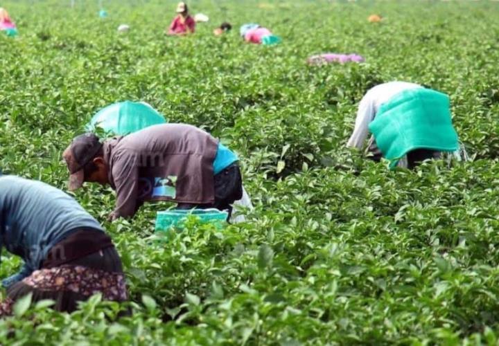 Trabajadores agrícolas siguen arriesgándose 