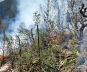 380.07 Has. afectadas  por incendios forestales