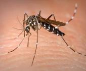 Alerta por Dengue