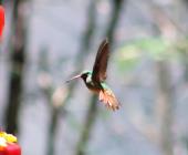 Urge proteger a los colibríes