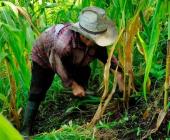 Jóvenes abandonan el campo para emigrar