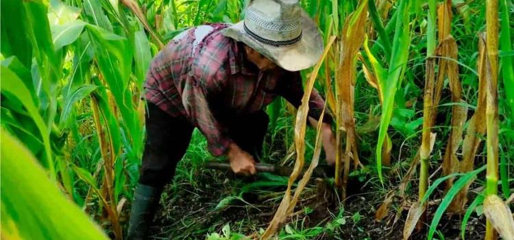 Jóvenes abandonan el campo para emigrar