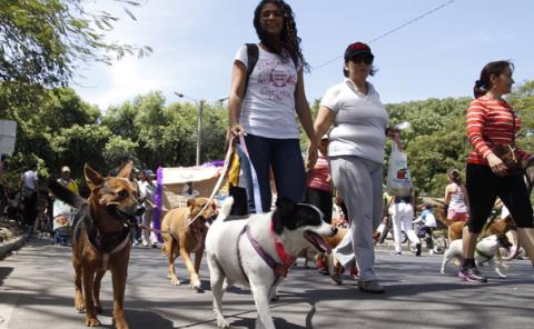 Invitan a caminata  con mascotas