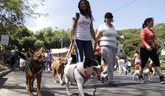 Invitan a caminata  con mascotas