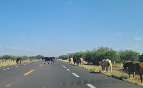 
Manada de caballos  sueltos en carretera 
