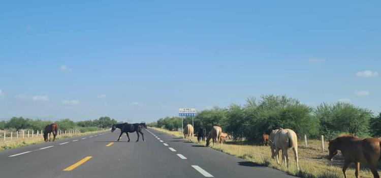 Manada de caballos  sueltos en carretera 