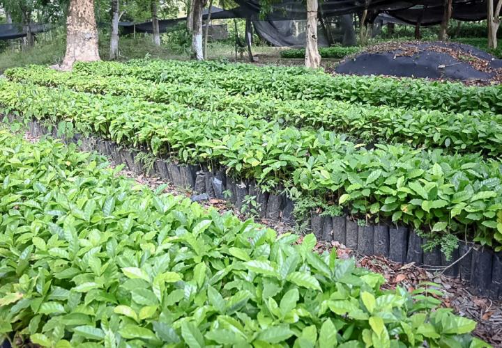 Gobierno de Hidalgo reitera total compromiso con los productores de café