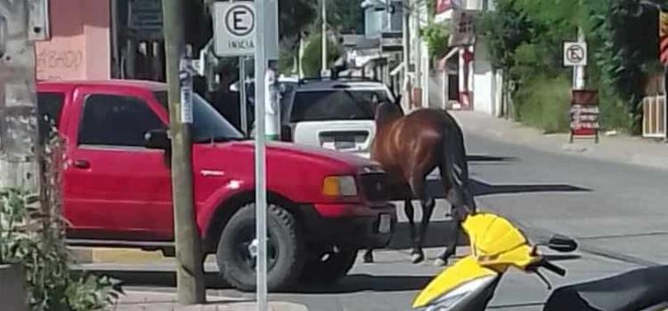 Caballo suelto en céntrica calle