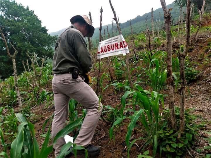 Clausurarán obras en áreas forestales