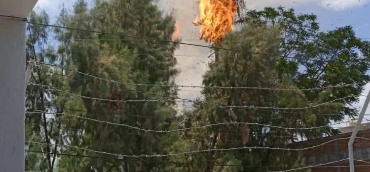 Se incendió  una palmera