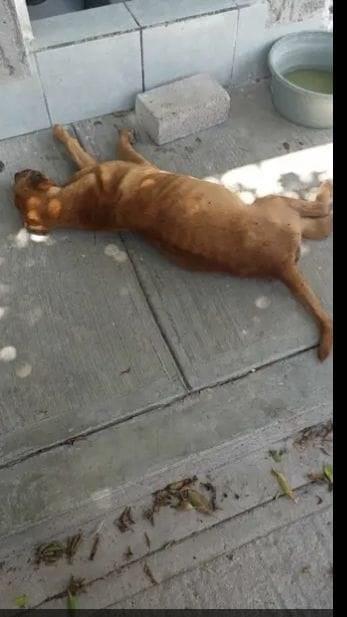 Abandonaron perro enfermo y murió