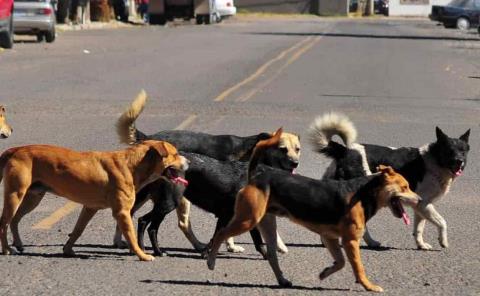 Perros tendrán derechos    
