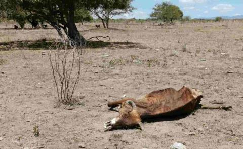 Ganado muere  de sed y hambre