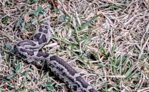 Realizan liberación de fauna silvestre en el Parque Nacional "El Chico"