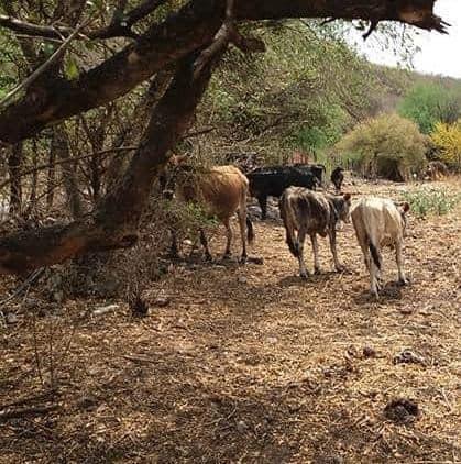 Robo de ganado existe en el llano