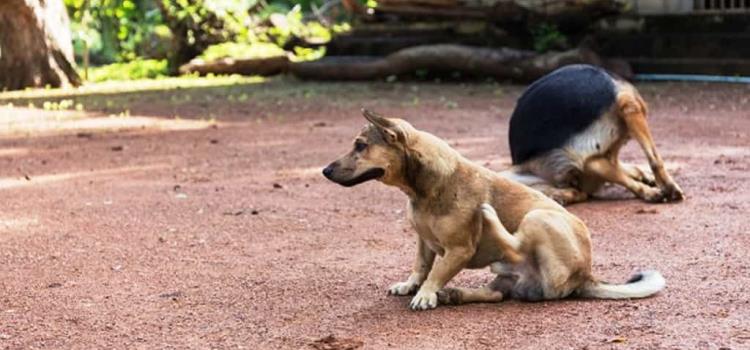 ¡PERROS RABIOSOS!