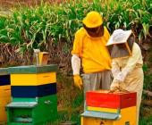 Miel contaminada por uso de agroquímicos