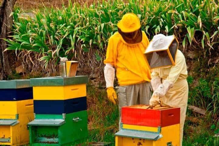 Miel contaminada por uso de agroquímicos