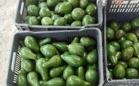 Campesinos ofertan aguacate criollo
