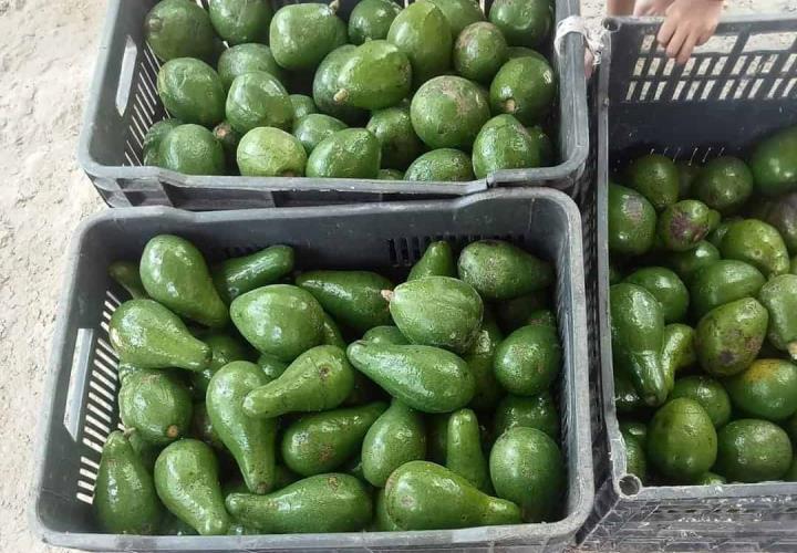 Campesinos ofertan aguacate criollo