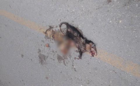 Fauna atropellada en la vía San Martín- Tamazunchale
