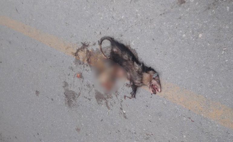 Fauna atropellada en la vía San Martín- Tamazunchale