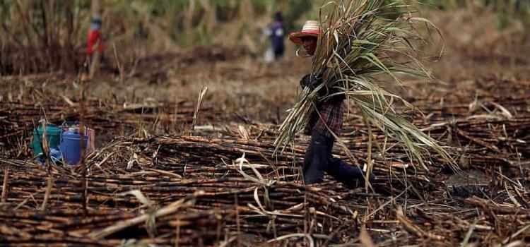 Líderes cañeros dejan solos a los productores