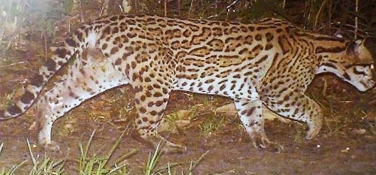 Vigilan al jaguar, puma y ocelote