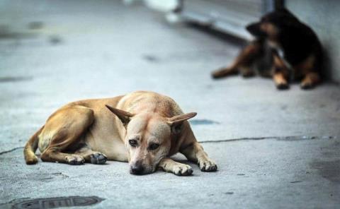 Ataque de perros en colonia de RV