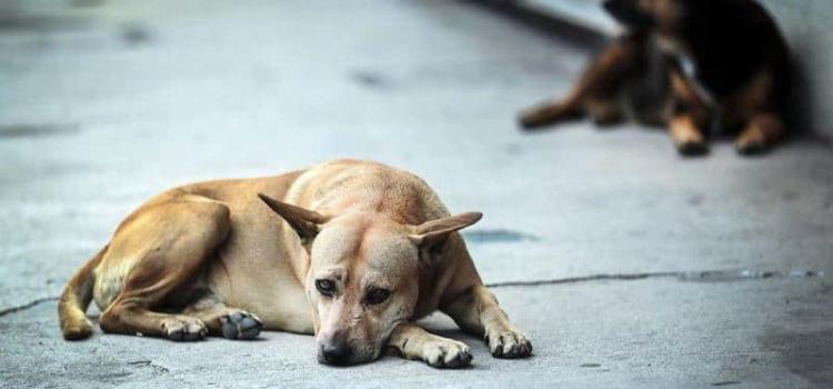 Ataque de perros en colonia de RV