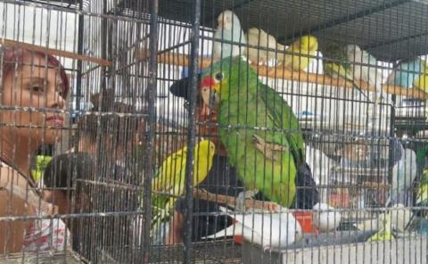 Venta ilegal de  aves silvestres