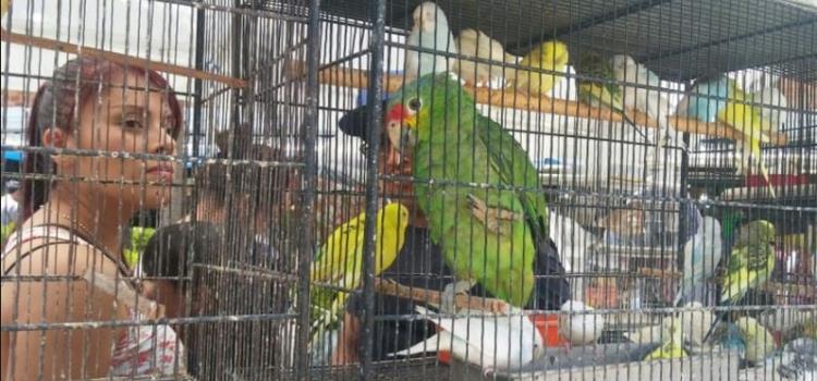 Venta ilegal de  aves silvestres