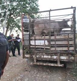 Preocupa robo de  ganado en el llano